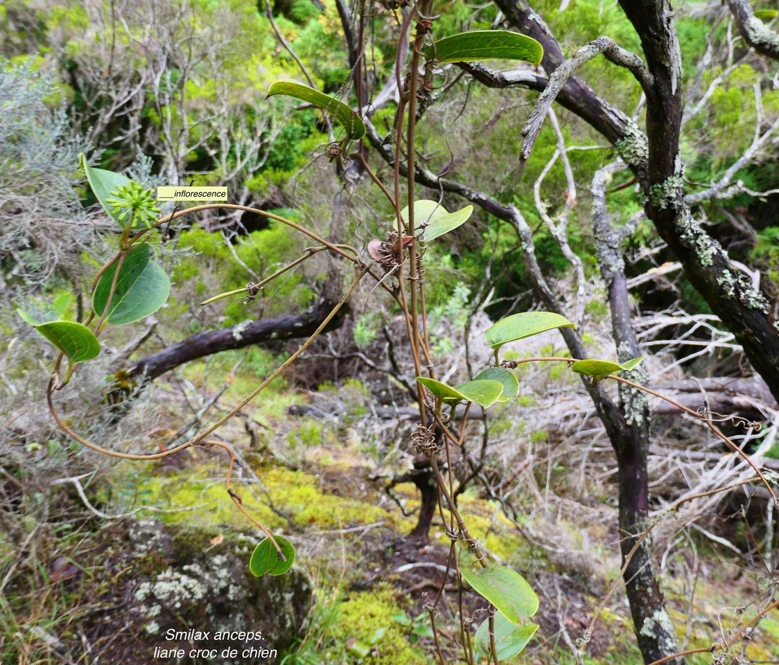 Smilax anceps.liane croc de chien( avec une inflorescence à l'aisselle d'une feuille ) .smilacaceae.indigène Réunion