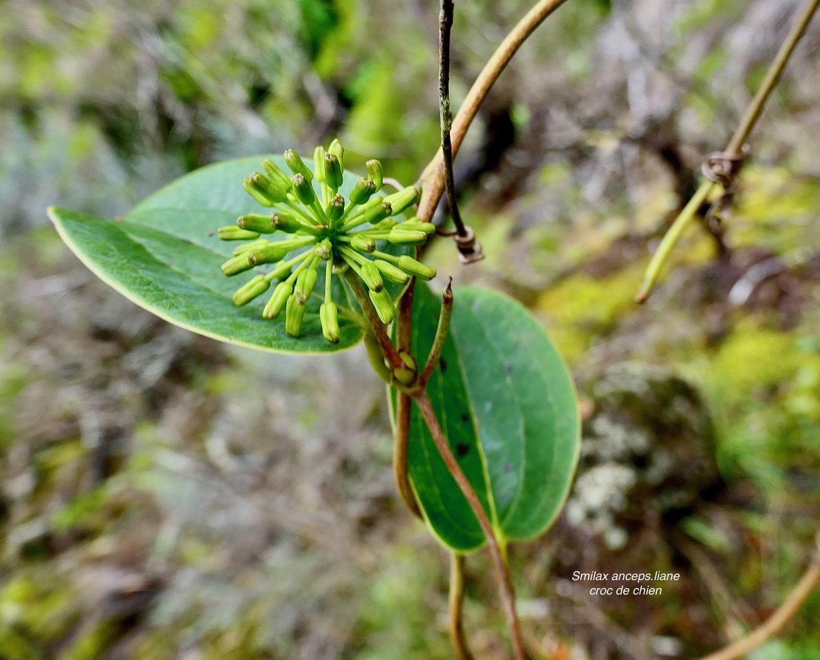 Smilax anceps.liane croc de chien (inflorescence ) .smilacaceae.indigène Réunion