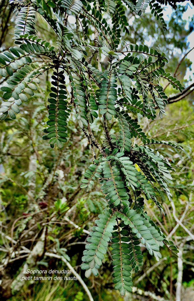 Sophora denudata .petit tamarin des hauts.fabaceae.endémique Réunion