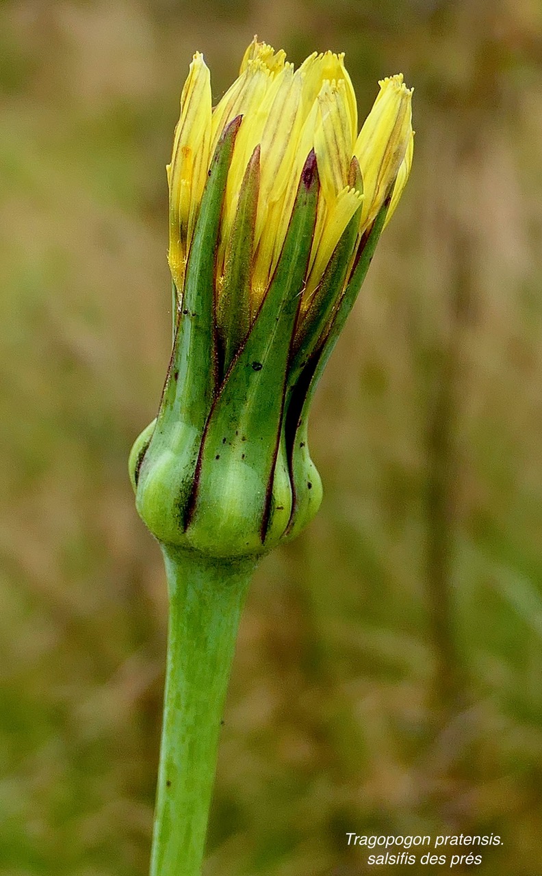 Tragopogon pratensis.salsifis des prés.asteraceae.stenonaturalisé. (2)