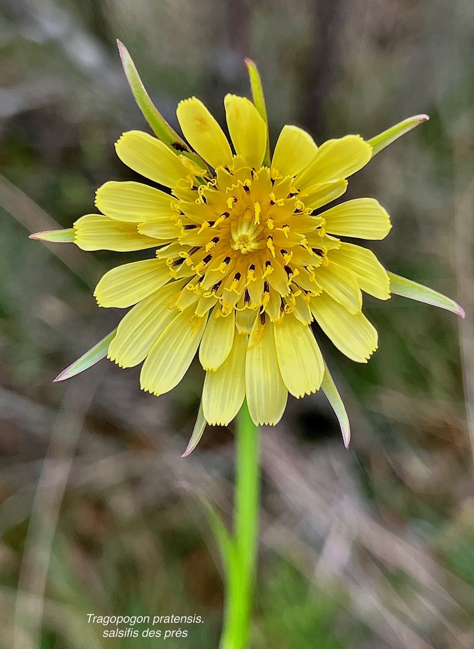 Tragopogon pratensis.salsifis des prés.asteraceae.stenonaturalisé. (3)