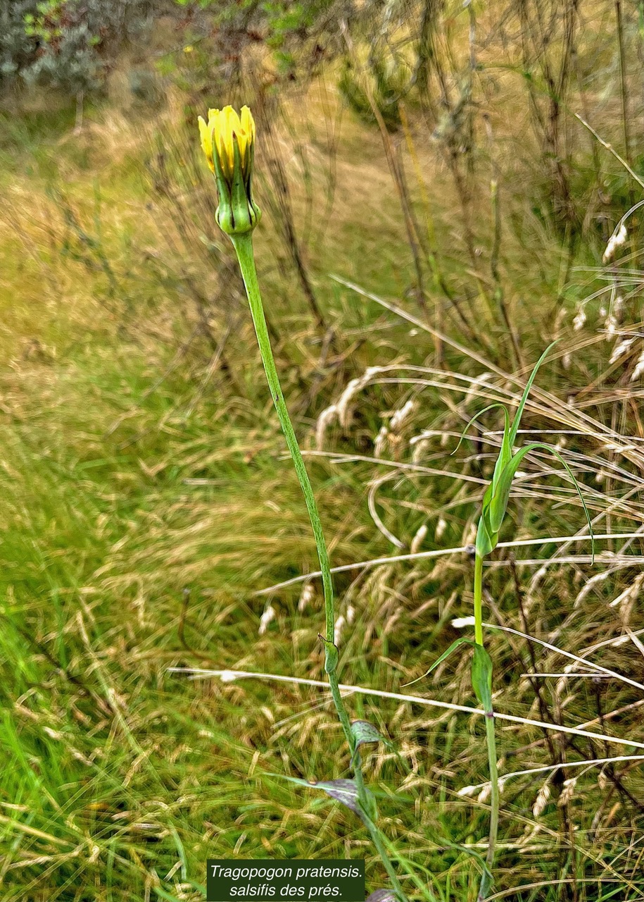 Tragopogon pratensis.salsifis des prés.asteraceae.stenonaturalisé