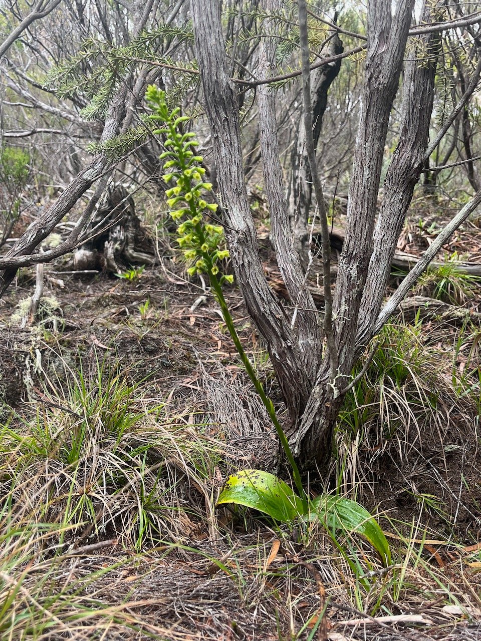 2. Benthamia chlorantha Orchidaceae End émique La Réunion, Maurice 55.jpeg.jpeg