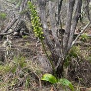 2. Benthamia chlorantha Orchidaceae End émique La Réunion, Maurice 55.jpeg.jpeg