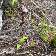 6. Cynorkis breviplectra Orchidacea e Endémique La Réunion.jpeg