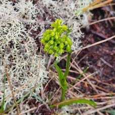 Benthamia africana Orchidaceae  Indigène La Réunion 16.jpeg
