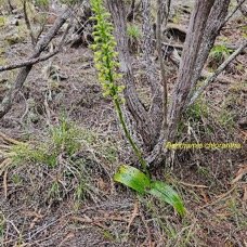 Benthamia chlorantha Orchidaceae En démique La Réunion, Maurice 6.jpeg