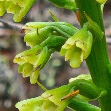 Benthamia chlorantha Orchidaceae End émique La Réunion, Maurice 55.jpeg