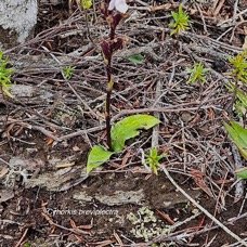 Cynorkis breviplectra Orchidacea e Endémique La Réunion 03.jpeg