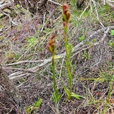 Disa borbonica Orchidaceae E ndémique La Réunion 11.jpeg