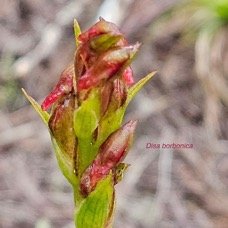 Disa borbonica Orchidaceae E ndémique La Réunion 52.jpeg