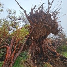 DODO Tamarin des hauts déraciné par le cyclone Garance .jpeg