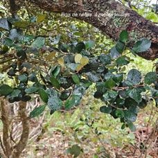 Eugenia buxifolia Bois de nèfles à petites feuilles Myrtaceae Endémique La Réunion 10.jpeg