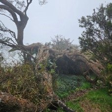 Le DODO Tamarin des hauts est à terre.jpeg