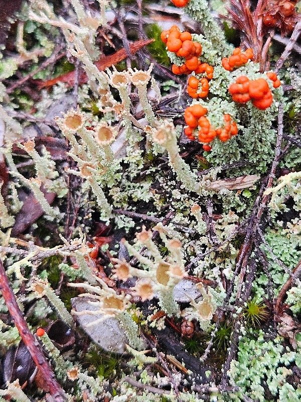 Lichens 14.jpeg