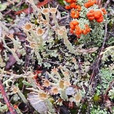 Lichens 14.jpeg