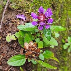 Prunella vulgaris Herbe Catois Lamiaceae E E 1.jpeg