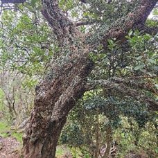 Sideroxylon borbonicum Bois de fer bâtard Sapotaceae Endémique La Réunion 7.jpeg