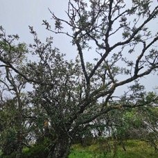 Sophora denudata Petit tamarin des hauts  Fabaceae Endémique La Réunion 41.jpeg