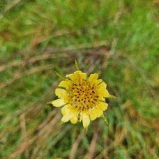 Tragopogon pratensis Salsifis des prés Asteraceae Sténonaturalisé 04.jpeg