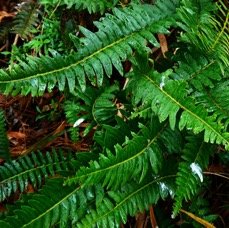 Blechnum australe (1).JPG