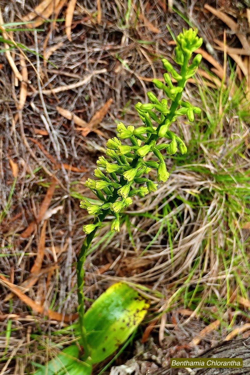 Benthamia latifolia . Benthamia Chlorantha.(Thouars) A. Rich.orchidaceae.endémique Réunion Maurice P1129941.jpeg