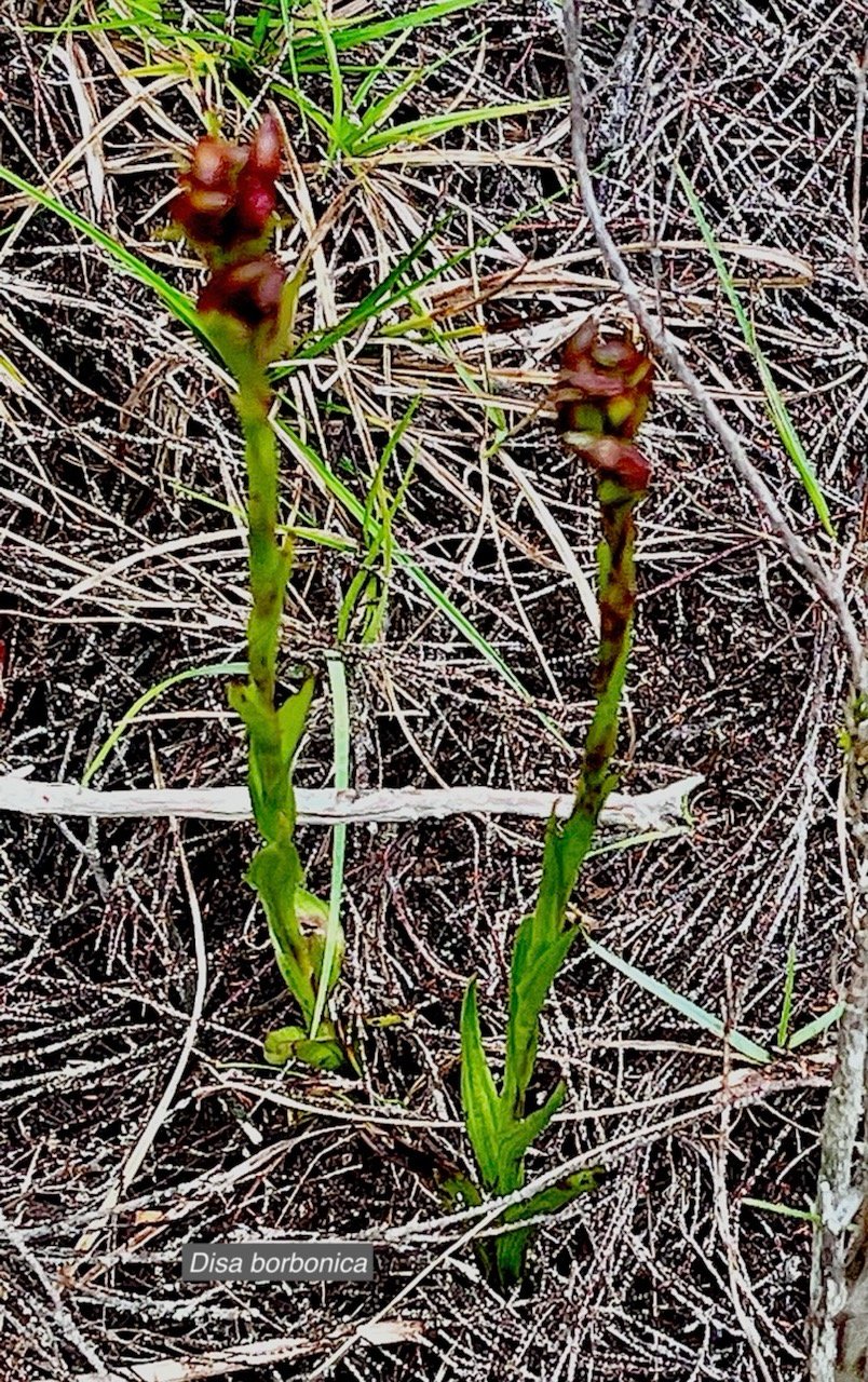 Disa borbonica Balf. f. et S. Moore.orchidaceae.endémique Réunion.  MG_5797.jpeg