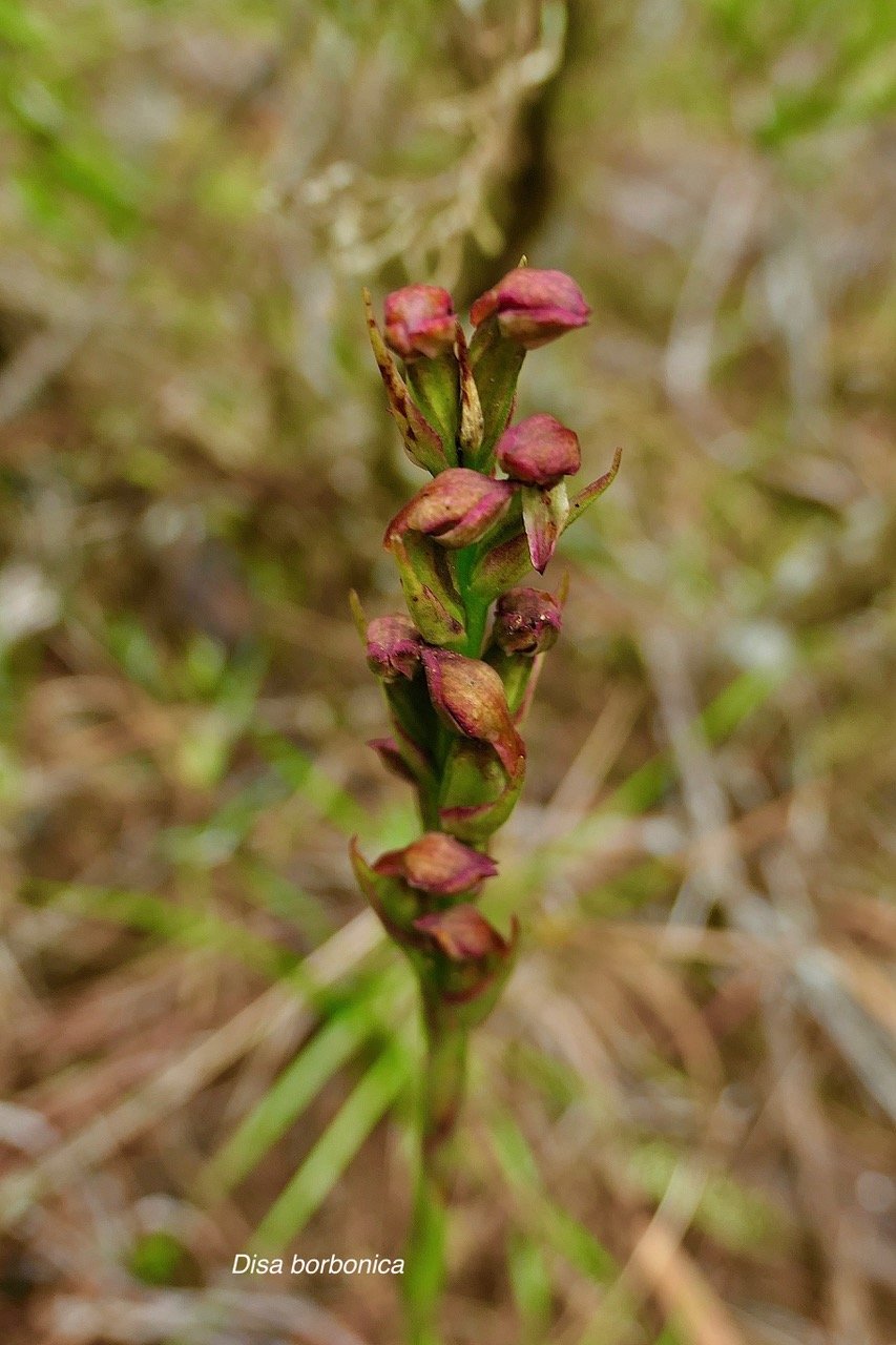 Disa borbonica Balf. f. et S. Moore.orchidaceae.endémique Réunion.  P1129858.jpeg