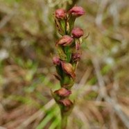 Disa borbonica Balf. f. et S. Moore.orchidaceae.endémique Réunion.  P1129858.jpeg