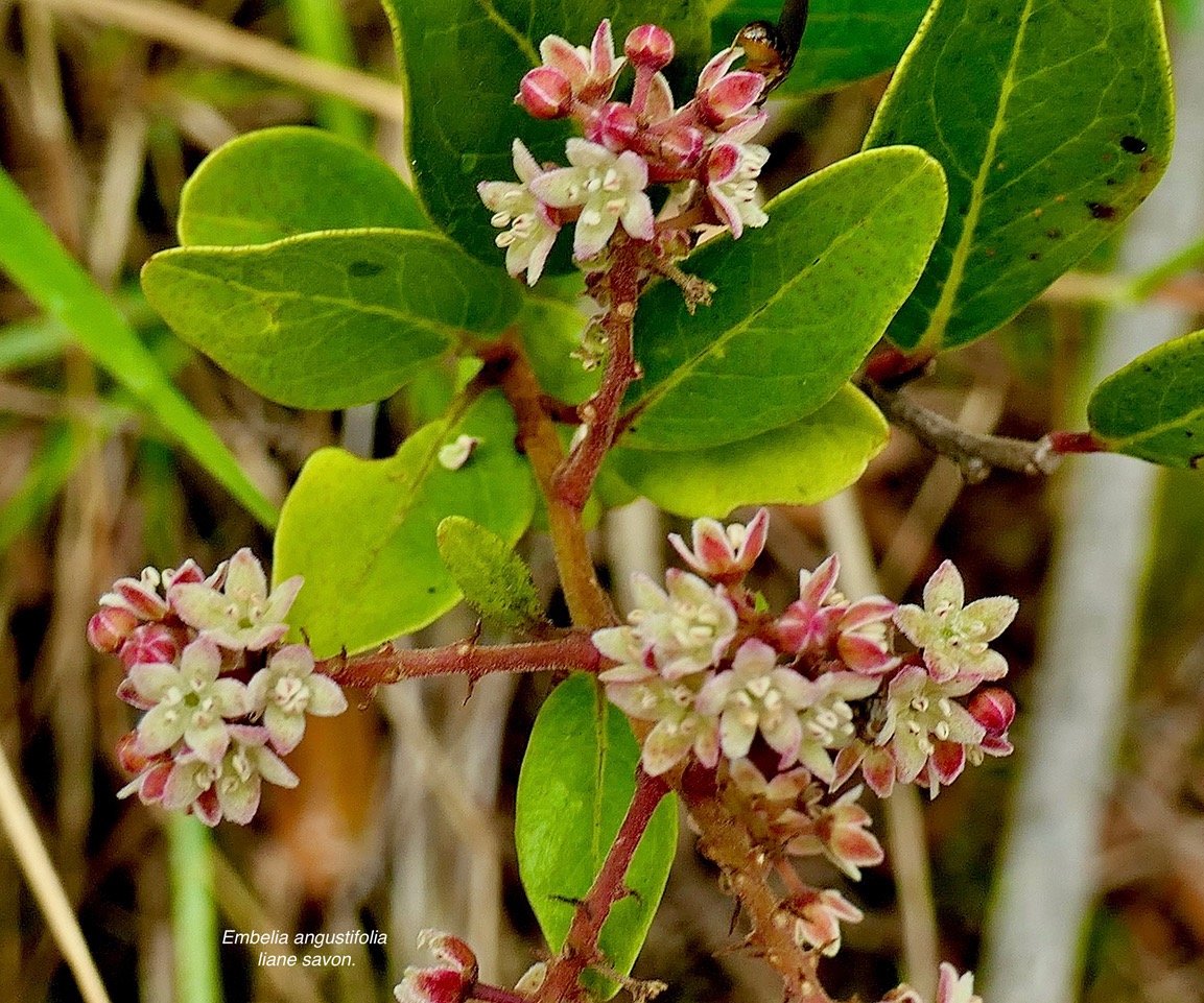Embelia angustifolia  liane savon.primulaceae.endémique Réunion Maurice.  P1129873.jpeg