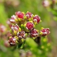 Erica reunionnensis.branle vert.( fruits ) ericaceae.endémique Réunion. P1129848.jpeg