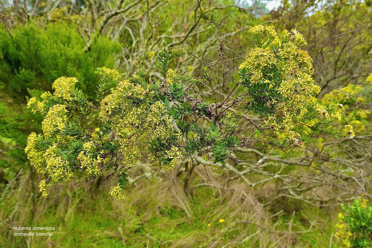 Hubertia tomentosa ambaville blanche.asteraceae.endémique Réunion. P1129900.jpeg
