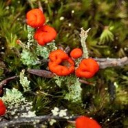 Lichen Cladonia sp avec apothécies rouges . Cladonia coccifera ???  P1129864.jpeg