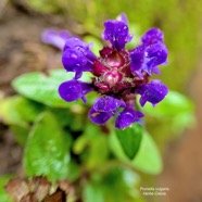 Prunella vulgaris.Herbe Catois.( fleur ) lamiaceae.amphinaturalisé. envahissant.  P1129893.jpeg