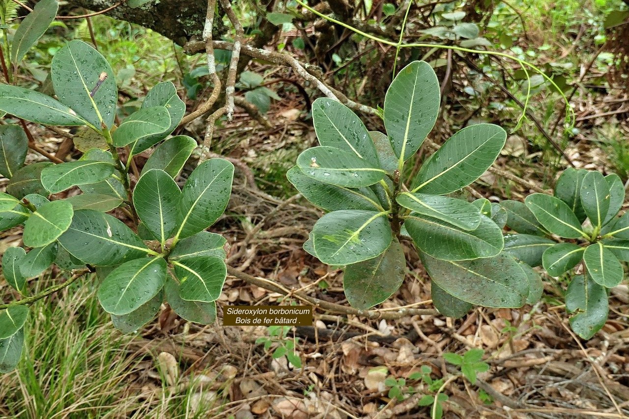 Sideroxylon borbonicum  Bois de fer bâtard .natte coudine .sapotaceae.endémique Réunion  P1130023.jpeg