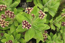 14 Psiadia enchusifolia en fleur