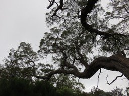2 Les branches du vieux Tamarin toujours debout !