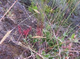 5 Petit bois de Rempart  (fruits rouges feuilles oblongues)