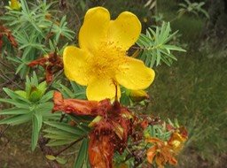 7 Fleur Jaune, mais laquelle ? voir le texte