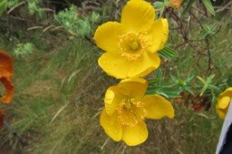 8 Fleur Jaune