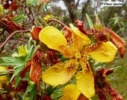 fleur jaune