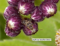 psylle sur bouillon blanc?