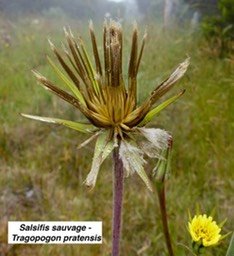 Salsifis sauvage 