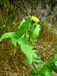 Sonchus asper . Brède lastron .P1270505
