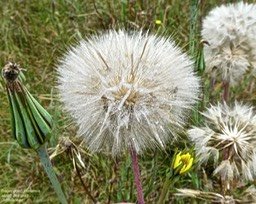 Tragopogon pratensis  .salsifi des prés .P1270315