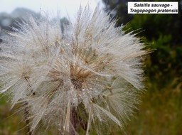  Tragopogon pratensis