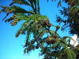 4 fruits et fleur de cryptoméria