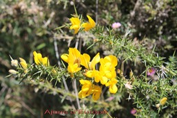 Ajonc d'Europe - Ulex europaeus - Fabacée - exo