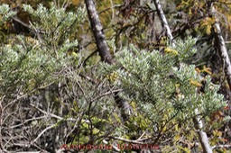 Ambaville blanche - Hubertia tomentosa - Astéracée - B