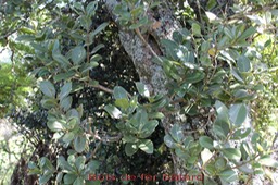 Bois de fer bâtard - Sideroxylon borbonicum - Sapotacée - B